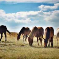 Die Bedeutung der artgerechten Fütterung und das Fressverhalten der Pferde