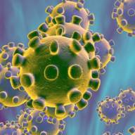 Coronavirus chez les animaux - l'infection chez l'homme est-elle possible ?